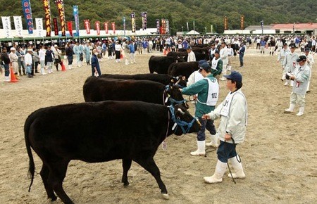 Một cuộc thi bò ở Kobe - Ảnh: Getty